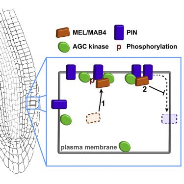 Agc Kinases And Mab Mel Proteins Maintain Pin Polarity By Limiting