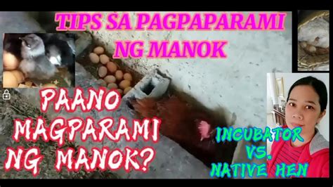 PAANO MAGPARAMI NG MANOK WHICH WHAT IS THE BEST WAY TO HATCH CHICKEN