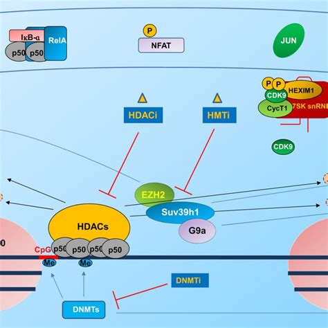 (PDF) HIV-1 Latency: An Update of Molecular Mechanisms and Therapeutic ... 