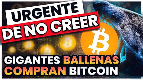 Noticias Ultima Hora Ballenas De Bitcoin Compran Como Nunca Desde