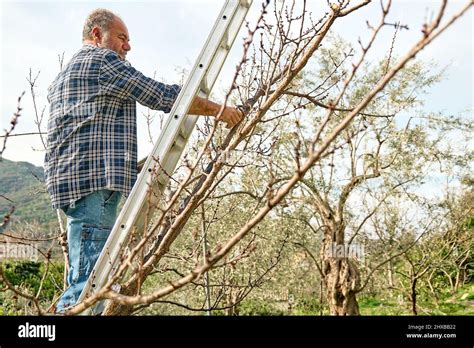 Poda estacional de árboles Jardinero con barba madura de pie en