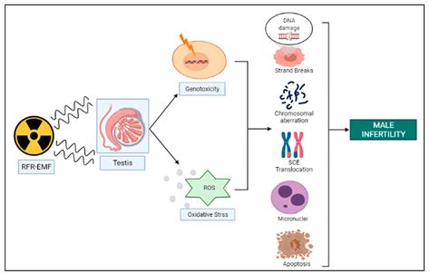 Cells Free Full Text Genotoxic Risks To Male Reproductive Health