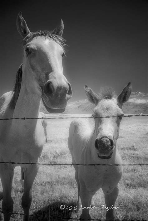 horses infrared horses  bridgeport ca denise taylor flickr