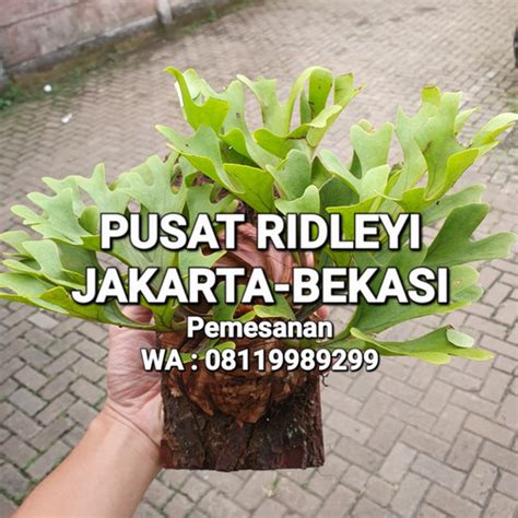 Jual Platycerium Ridleyi Simbar Menjangan Tanduk Rusa Kalimantan