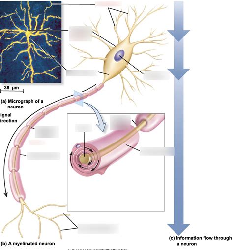 The Neuron (myelinated) Diagram | Quizlet