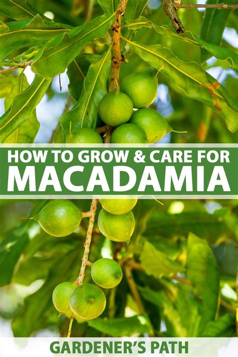 How To Grow And Care For A Macadamia Nut Tree Gardeners Path