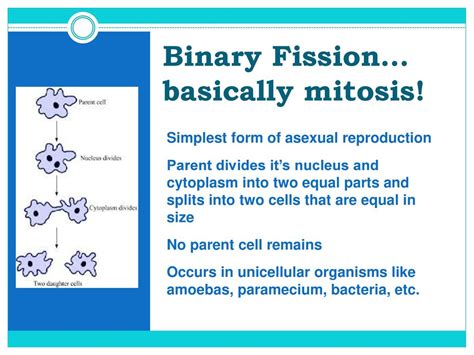 Asexual Reproduction Ppt Download