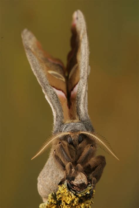 Polyphemus Moth Front 2 By Bugalirious Stock On Deviantart