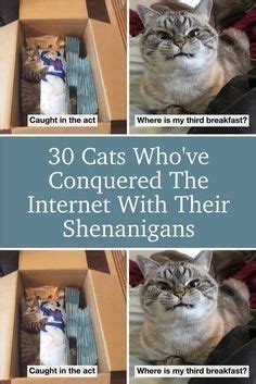 Cats Who Ve Conquered The Internet With Their Shenanigans