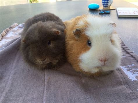 Pin On Ch Teddy Guinea Pig Cavia