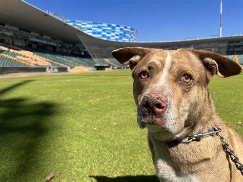 Pericos De Puebla On Twitter El Rey Del Estadio Hoy Estuvo Muy Feliz