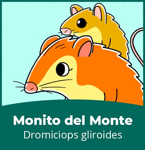 Monito del Monte – Hola Flinko