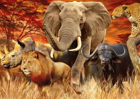 The Big Five, nature, animals, wild, sahara, HD wallpaper | Peakpx