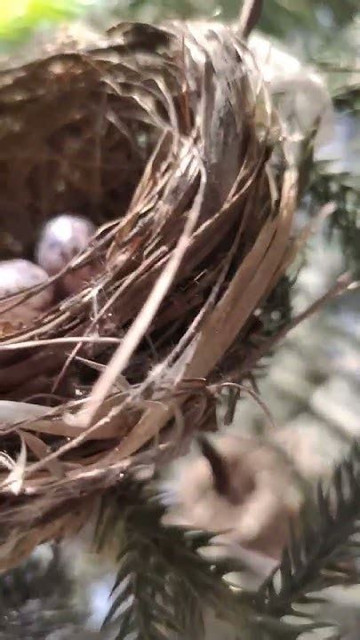 Omg Bird Made A Nest In The Garden Of My House 🐦🌱🌿☘️🌲🌳🌴🌵🪴🍀 Subscribe