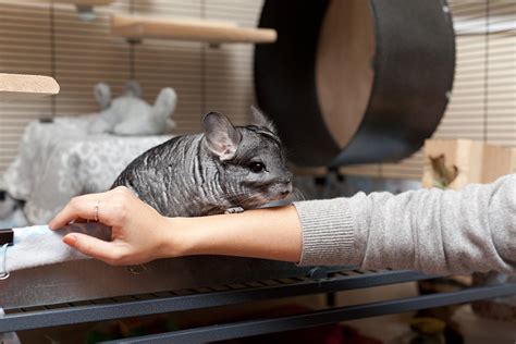 Chinchilla Care How To Handle Chinchillas Supreme Petfoods