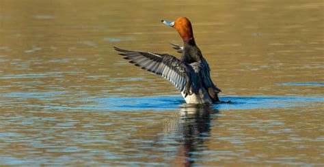 Discover The Columbia National Wildlife Refuge