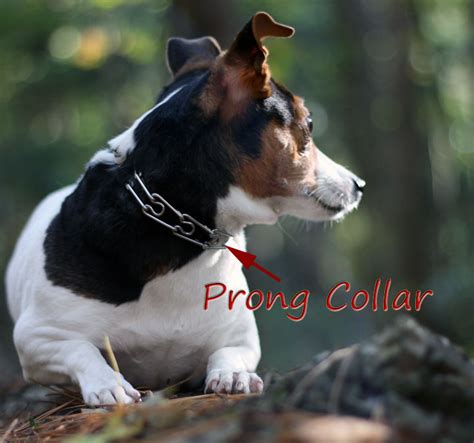 Common Sense Dog Training in Milton Ontario: How to Fit a Prong Collar ...