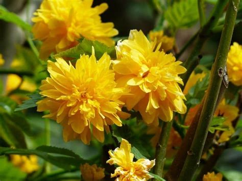 Japanese Kerria Kerria Japonica Types How To Grow And Care Florgeous