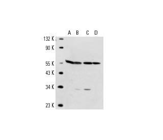 Alpha Tubulin Antibody G Scbt Santa Cruz Biotechnology