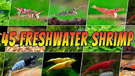 45 Stunning Freshwater Aquarium Shrimps Rare Common Shrimp Varieties