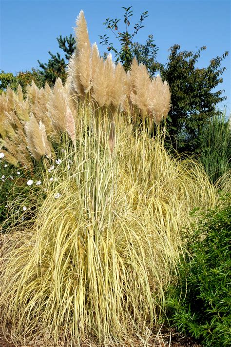 Herbe De La Pampa Planter Et Cultiver Ooreka