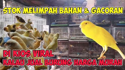 Bahan Kenari Gacoran Stok Melimpah Di Kios Yang Viral Dengan Jual