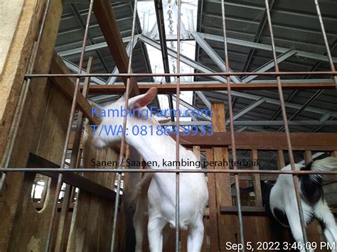 Kambingfarm Peternakan Kambing Dan Domba