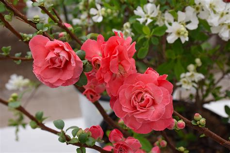 Double Take® Pink Flowering Quince Thornless And Bold Pink