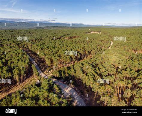 árbol de pino hi-res stock photography and images - Alamy