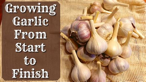 Growing Garlic Start To Finish Planting Garlic How To Grow Garlic