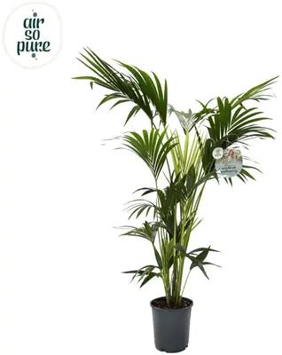 Air So Pure Howea Forsteriana Kentiapalm Cm Kopen Tuincentrum