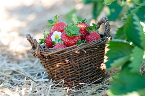 München Karte Hier pflücken Sie Erdbeeren frisch vom Feld