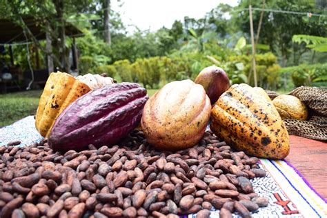 Se alista el XV Salón del Cacao y Chocolate 2024 Agroportal Perú