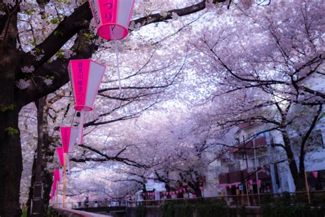 東京桜名所開花と見ごろはいつ？2024年人気の桜まつりのスケジュール一覧※4月1日更新 たびハピ