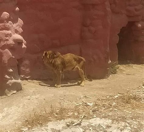 الزراعة تكشف حقيقة وجود أسد هزيل ومريض بحديقة الحيوان