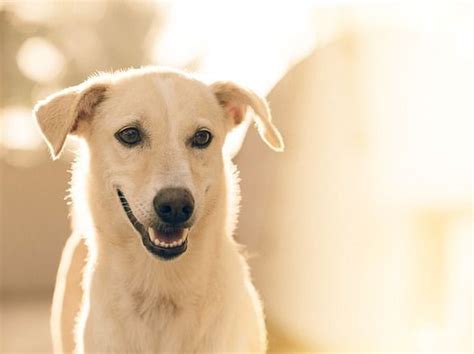 Cuidados esenciales para cachorros de pastor alemán recién nacidos