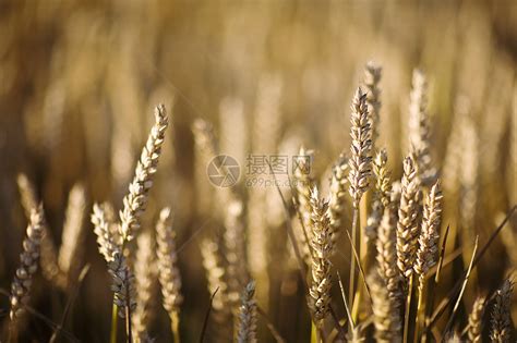 小麦植物收成金子粮食食物稻草生长玉米植物群种子高清图片下载 正版图片320155521 摄图网