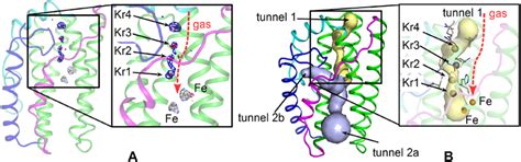 Krypton Derivative Structure Of Pp Miae A Ribbon Representation Of Download Scientific