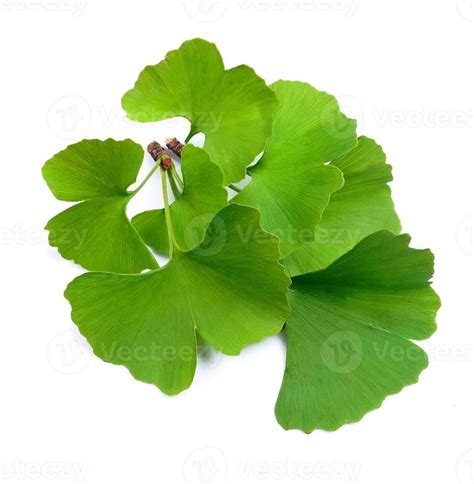 Ginkgo biloba leaves 15606544 Stock Photo at Vecteezy