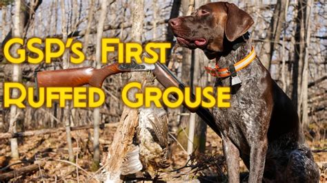 Gsp S First Ruffed Grouse Hunting With A Shorthair Youtube