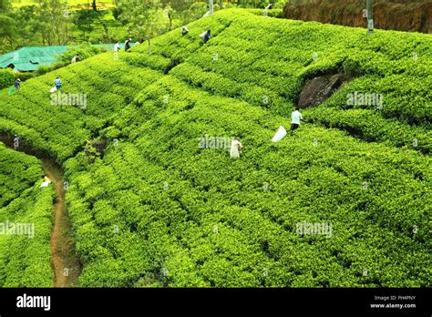 people picking tea on plantation Stock Photo - Alamy