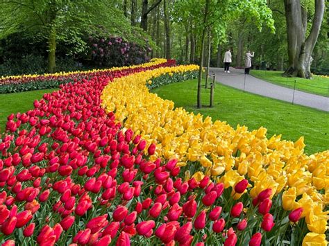 Tulip Festval 2023 Bloom Report - Tulip Festival Amsterdam