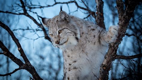 Wallpaper Trees Animals Nature Snow Winter Branch Wildlife