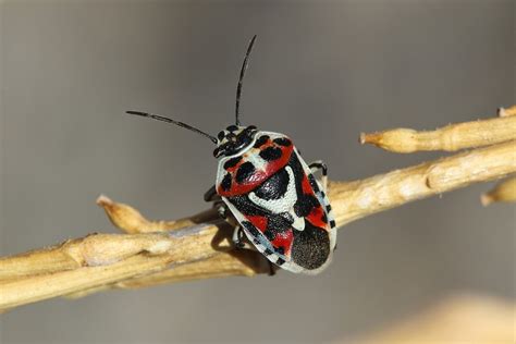 Types Of Stink Bugs Field Guide Names Photos Outforia