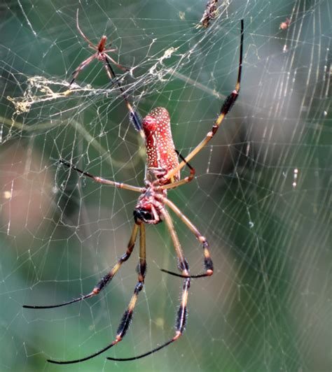 Pair of Golden Silk Spiders - What's That Bug?