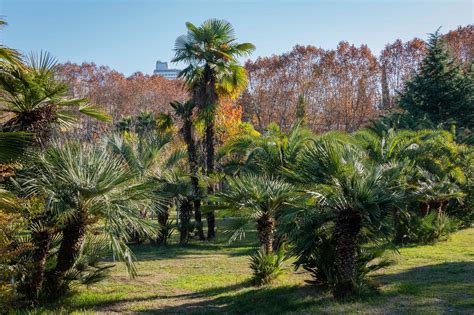 Full Grown Windmill Palm Ubicaciondepersonas Cdmx Gob Mx