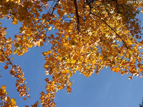 Painted Maple - Acer mono - North American Insects & Spiders