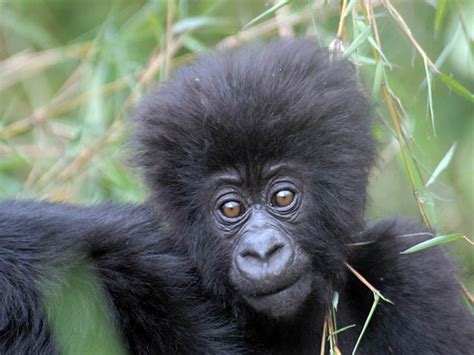 Worlds 25 Most Endangered Primates Revealed At Unep Cop11