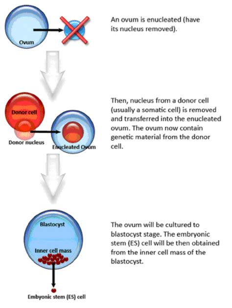 Scheme for somatic-cell nuclear transfer (SCNT) | Download Scientific ...