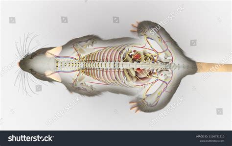 3d Rendered Illustration Rats Anatomy Stock Illustration 2126731310